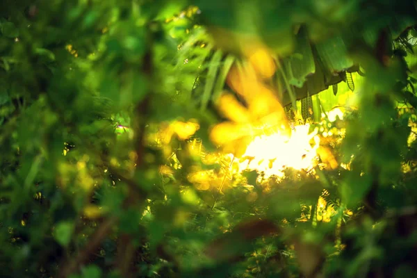 Hermosa hoja verde natural con puesta de sol y desenfoque abstracto bokeh —  Fotos de Stock