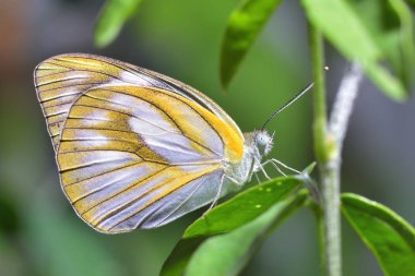 güzel yapraklarda tünemiş bir kelebek