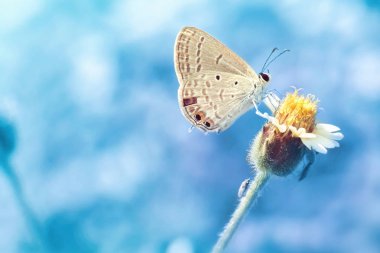 güzel çiçek üzerinde tünemiş bir kelebek