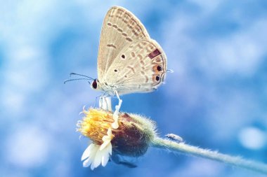 güzel çiçek üzerinde tünemiş bir kelebek