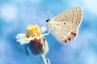 güzel çiçek üzerinde tünemiş bir kelebek