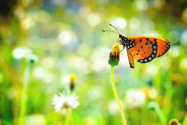 güzel çiçek üzerinde tünemiş bir kelebek