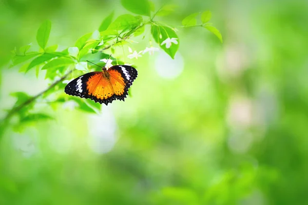 La mariposa en la flor hermosa — Foto de Stock