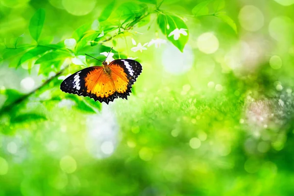 A borboleta na bela flor — Fotografia de Stock