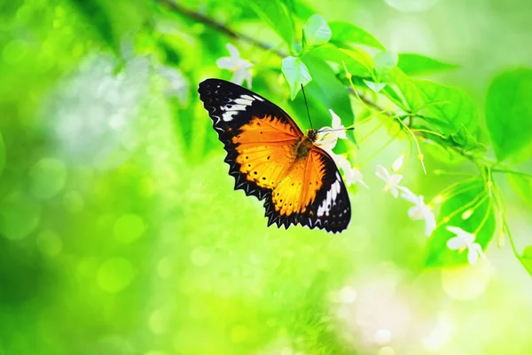 La mariposa en la flor hermosa —  Fotos de Stock