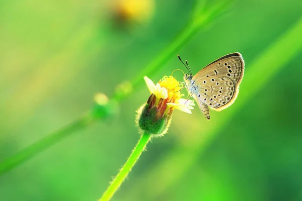 Un papillon perché sur la belle fleur — Photo