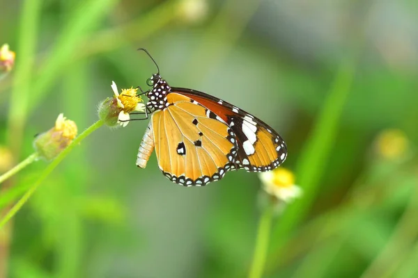 A butterfly perched on the beautiful flower — Stock Photo, Image