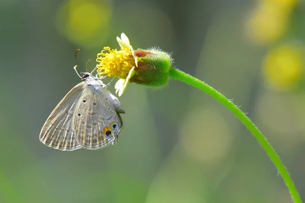 Бабочка уселась на красивый цветок — стоковое фото