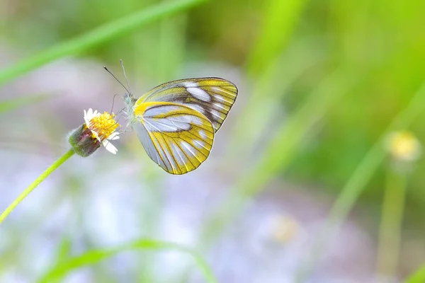 Una farfalla appollaiata sul bellissimo fiore — Foto Stock