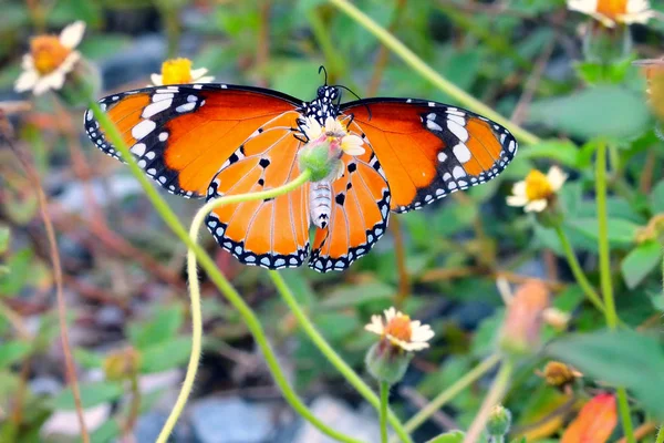 A butterfly perched on the beautiful flower — Stock Photo, Image