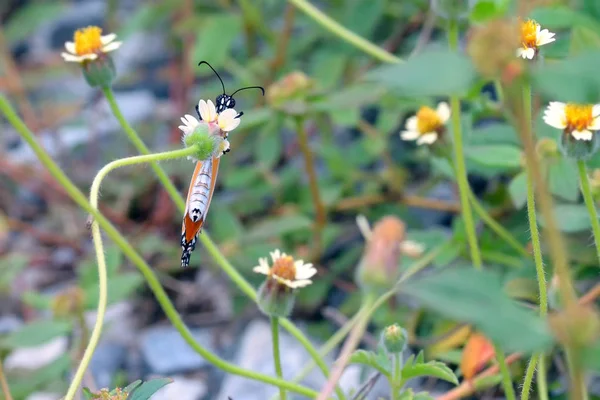 A butterfly perched on the beautiful flower — Stock Photo, Image