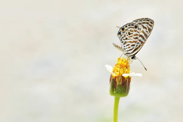 Een vlinder zat op de mooie bloem — Stockfoto