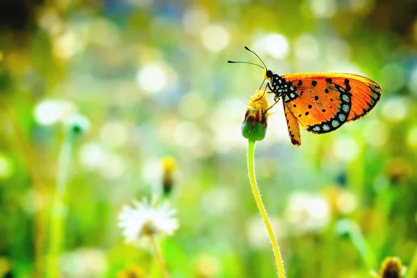 Un papillon perché sur la belle fleur — Photo