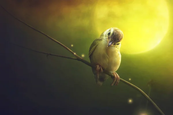 Pássaro está sentado no galho da árvore na luz da lua — Fotografia de Stock