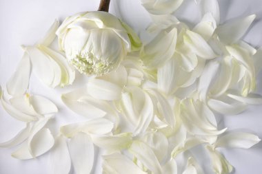 Beyaz arka plan üzerinde izole beyaz lotus yaprakları