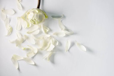 Beyaz arka plan üzerinde izole beyaz lotus yaprakları