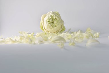 Beyaz arka plan üzerinde izole beyaz lotus yaprakları