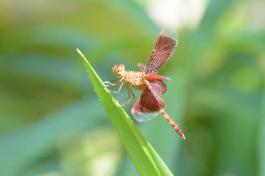 bir çim üzerinde bir yusufçuk kapatın