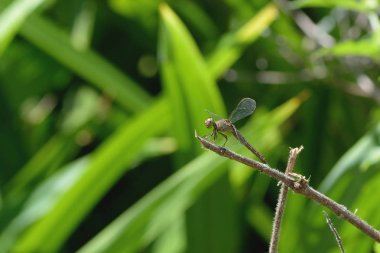 bir yusufçuk dal kapatın