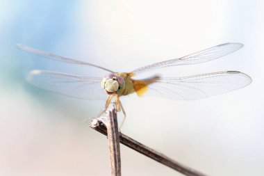 bir yusufçuk dal kapatın