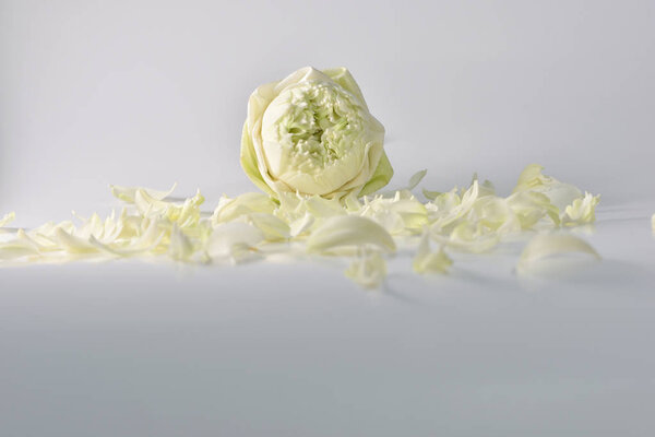 белые лепестки лотоса изолированы на белом фоне
