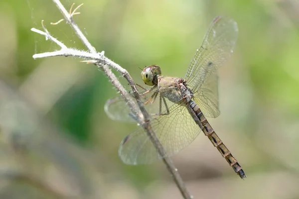 Fermer une libellule sur une branche — Photo