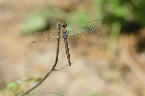 Fermer une libellule sur une branche — Photo