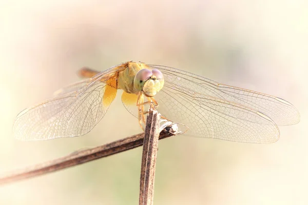 Dragonfly na oddział z bliska — Zdjęcie stockowe