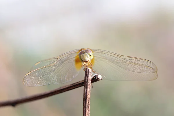 Fermer une libellule sur une branche — Photo