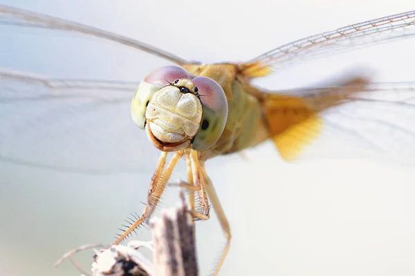 Fermer une libellule sur une branche — Photo