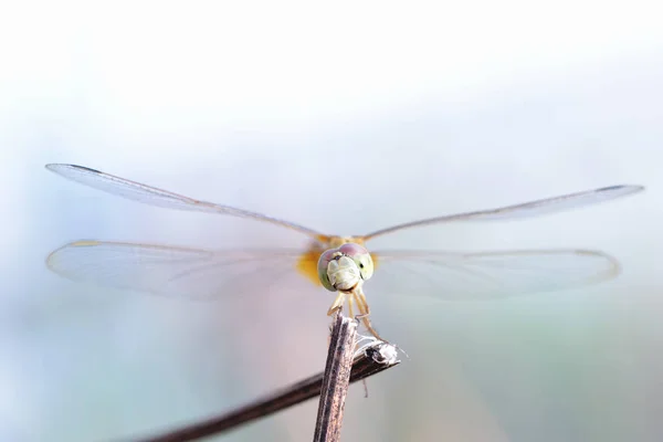 Close up a Dragonfly on a branch — Stock Photo, Image