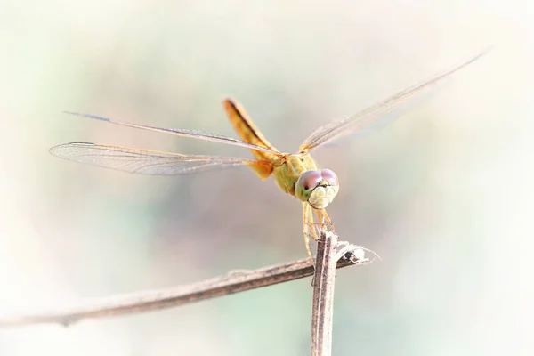 Fermer une libellule sur une branche — Photo