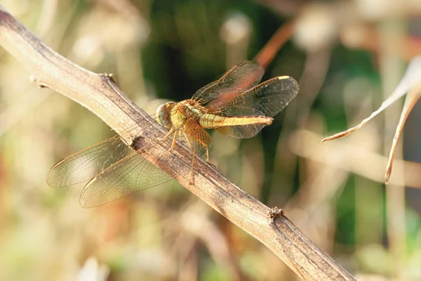 Fermer une libellule sur une branche — Photo