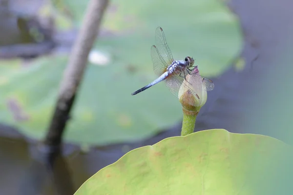 Dragonfly na kwiat lotosu z bliska — Zdjęcie stockowe
