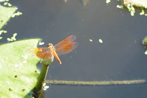 Fermer une libellule sur fleur de lotus — Photo