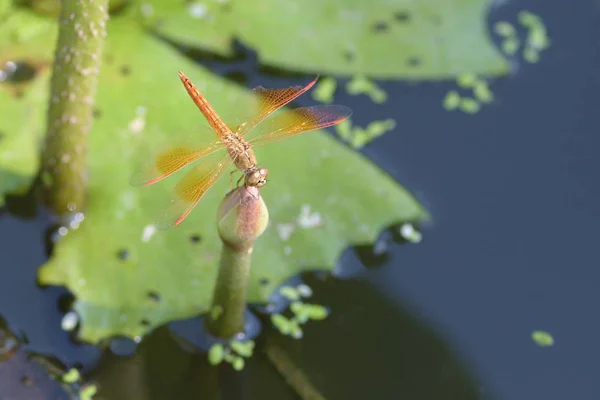 Lotus çiçeği üzerinde bir yusufçuk kapatın — Stok fotoğraf