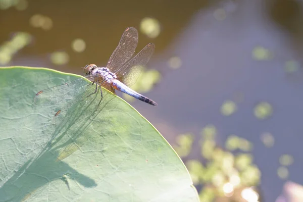 Fermer une libellule sur une branche de lotus — Photo