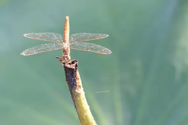 Fermer une libellule sur une branche de lotus — Photo