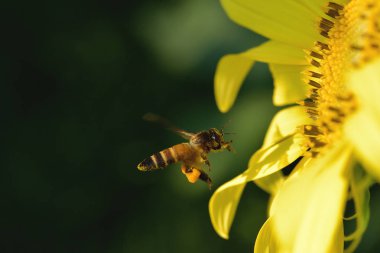 Bir arı güzel çiçeğe doğru uçar