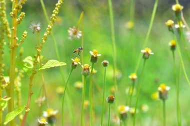 Bir arı güzel çiçeğe doğru uçar