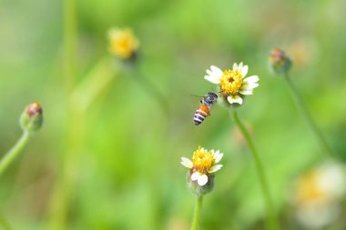 Bir arı güzel çiçeğe doğru uçar