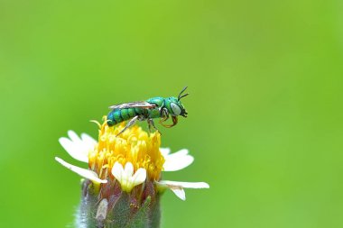 Agapostemon splendens (metalik yeşil arı) güzel çiçek tünemiş