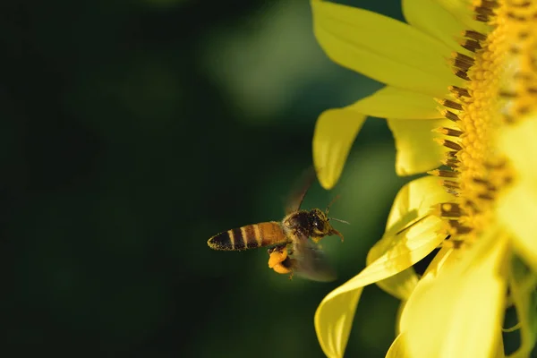 Une abeille volant vers la belle fleur — Photo