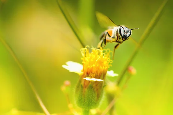 Včela letí na krásnou květinu — Stock fotografie