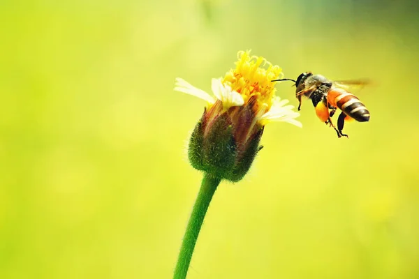 A Bee flying to the beautiful flower — Stock Photo, Image