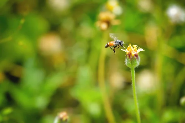 Une abeille volant vers la belle fleur — Photo