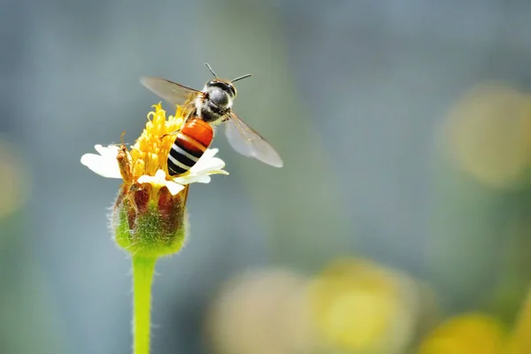 Una abeja volando a la hermosa flor — Foto de Stock