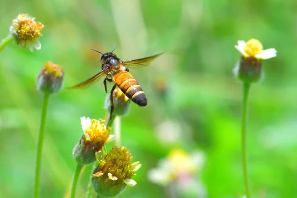 아름다운 꽃으로 날아가는 벌 — 스톡 사진