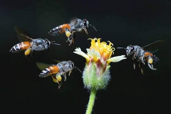 Una abeja volando a la hermosa flor — Foto de Stock