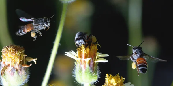 Uma abelha voando para a bela flor — Fotografia de Stock